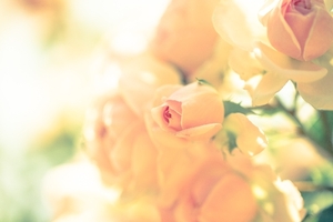 ★3月4日（日）　講演をします。「子どもが欲しいという悩み」